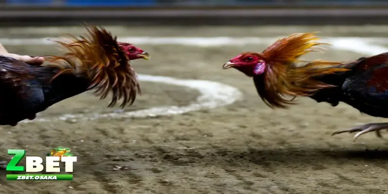 Các loại kèo chấp trong đá gà phổ biến và thường gặp