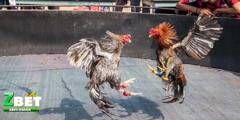 Cách đặt cược kèo Meron, Wala là gì