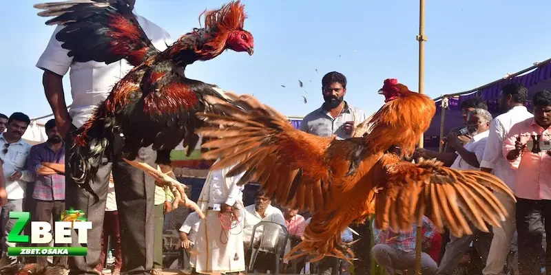 cách đọc kèo đá gà chuẩn