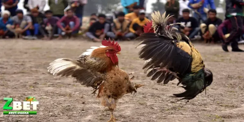 Giới thiệu sảnh chơi Đá gà ZBET cực hấp dẫn