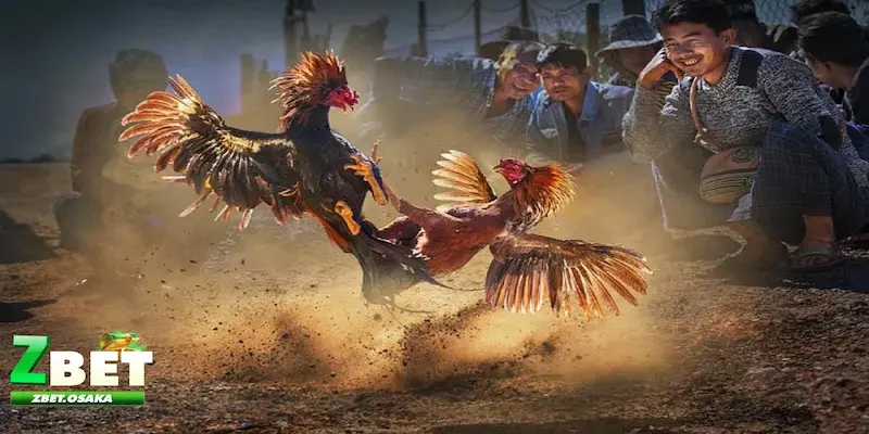 Kinh nghiệm bắt kèo đá gà thắng lớn