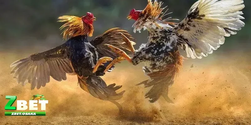 Kinh nghiệm bắt kèo đá gà thắng lớn - Để tối đa hóa lợi nhuận