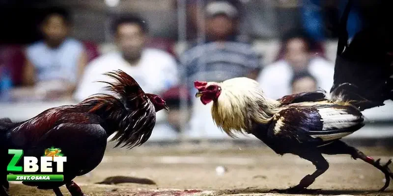 Kinh nghiệm chơi kèo chấp trong đá gà là gì