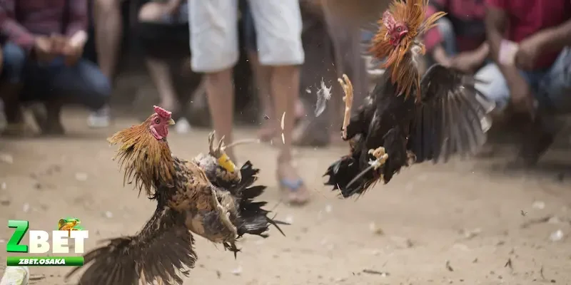 Kinh nghiệm đặt cược kèo Meron, Wala là gì để thắng lớn