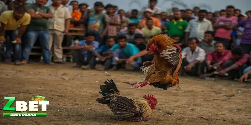 Luật chơi đá gà cựa dao Campuchia đầy đủ cho newbie