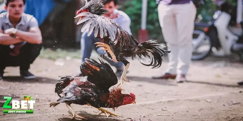 Mẹo chơi Đá gà ZBET tăng chiến thắng lớn