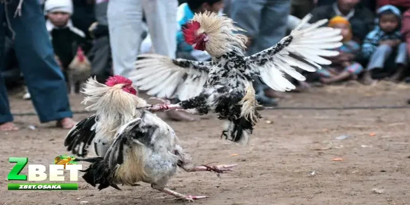 Quy trình và cách thức tham gia đá gà Thomo chuẩn xác