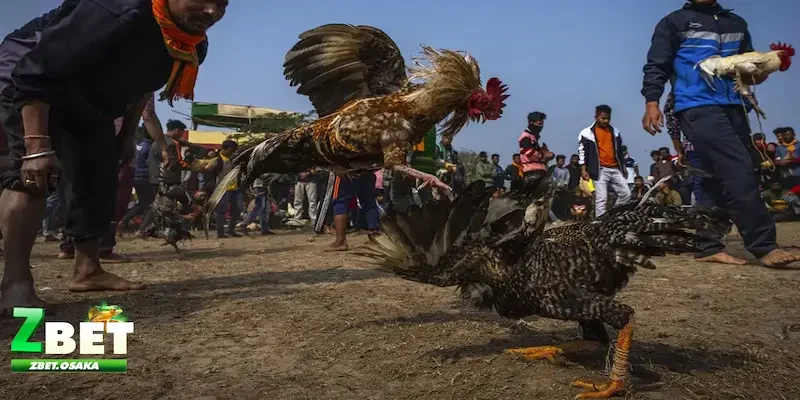 Tổng quát về cách đọc kèo đá gà chuẩn là gì?