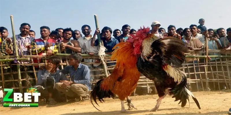 Tổng quát về hình thức kèo Meron, Wala là gì?