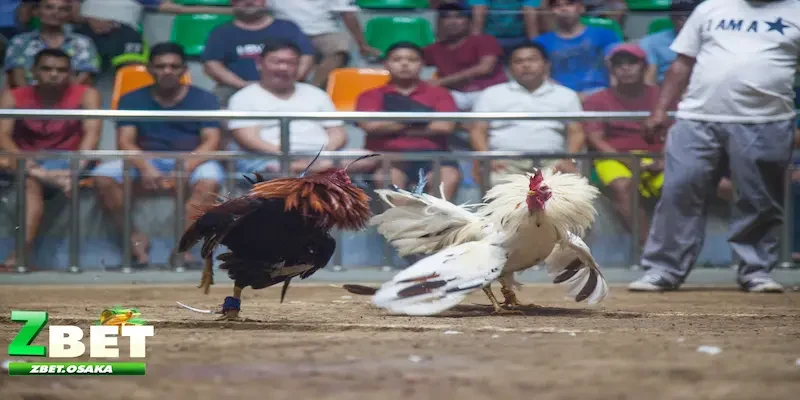 Tổng quát về kèo chấp trong đá gà là gì?